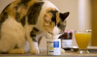猫咪可以喝发酵酸奶吗